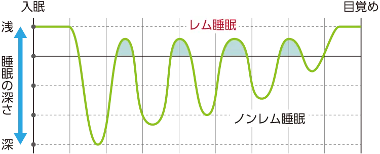 レム睡眠と睡眠のリズム