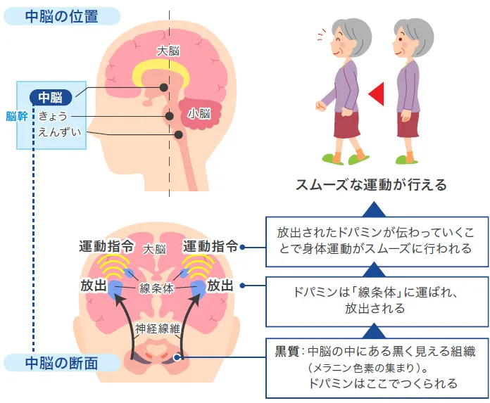 ドパミンは中脳の黒質でつくられる