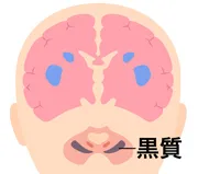 黒質(こくしつ)