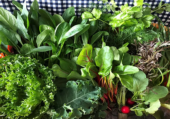 水耕栽培されたココワークの野菜